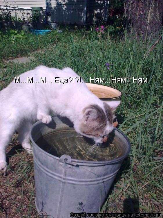 Котоматрица: М...М...М... Еда?!?!... Ням...Ням...Ням