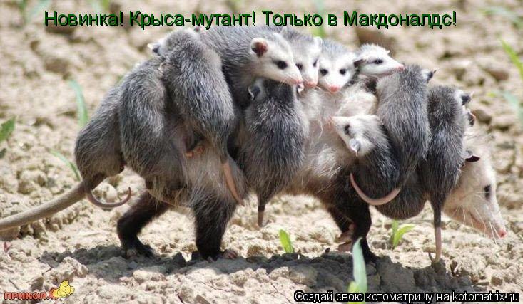 Котоматрица: Новинка! Крыса-мутант! Только в Макдоналдс!