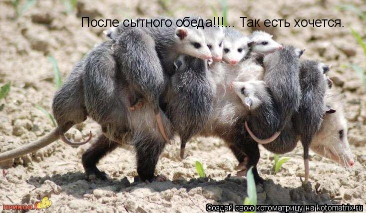 Котоматрица: После сытного обеда!!!... Так есть хочется.