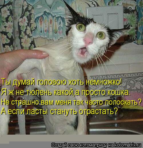 Ты думай головою хоть немножко! Я ж не тюлень какой,а просто кошка. Не страшно вам меня так часто пол... Котоматрица: Ты думай головою хоть немножко! Я ж не тюлень какой,а просто кошка. Не страшно вам меня так часто полоскать? А если ласты стануть отрастать?