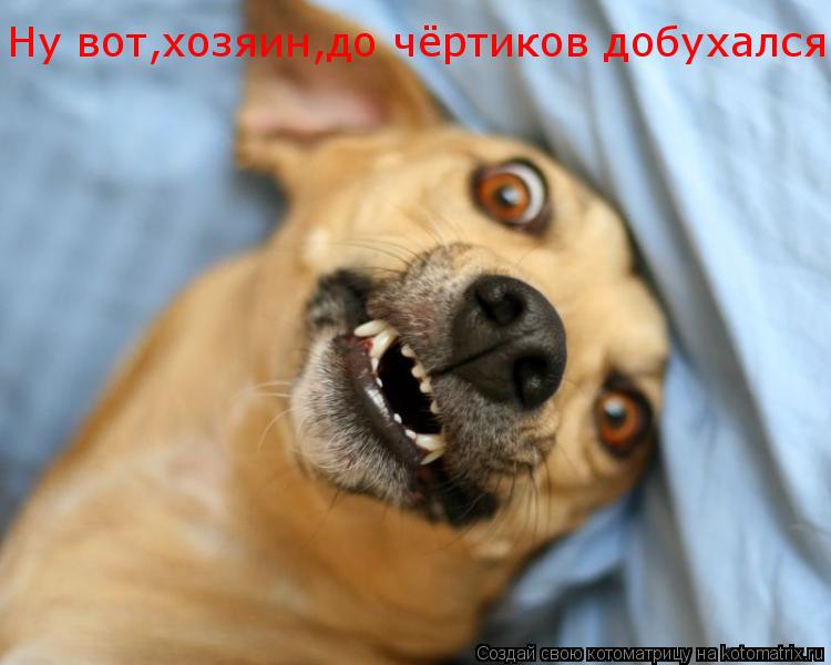 Котоматрица: Ну вот,хозяин,до чёртиков добухался!