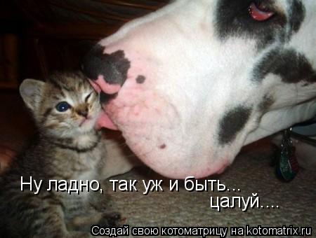 Котоматрица: Ну ладно, так уж и быть... цалуй....