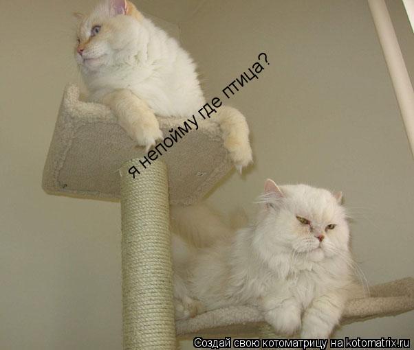 Котоматрица: я непойму где птица?
