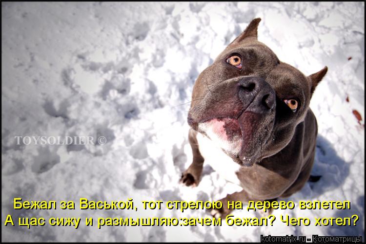 Бежал за Васькой, тот стрелою на дерево взлетел А щас сижу и размышляю:зачем бежал? Чего хотел?... Котоматрица: Бежал за Васькой, тот стрелою на дерево взлетел А щас сижу и размышляю:зачем бежал? Чего хотел?