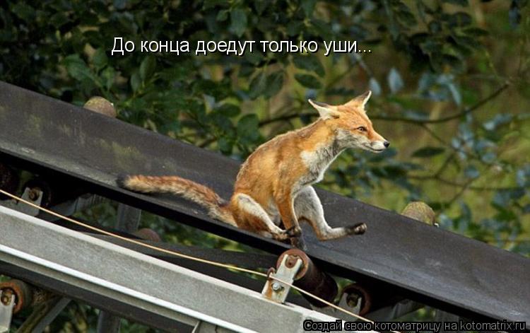 Котоматрица: До конца доедут только уши...
