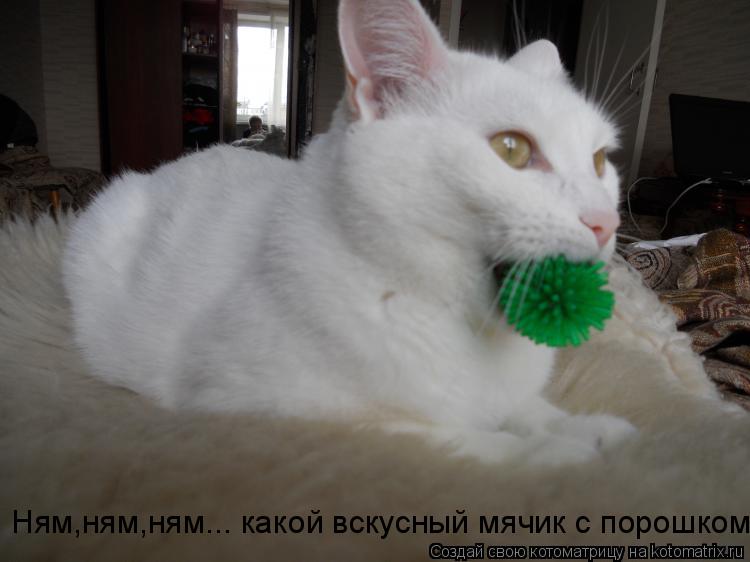 Котоматрица: Ням,ням,ням... какой вскусный мячик с порошком