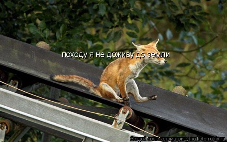 Котоматрица: походу я не доживу до земли