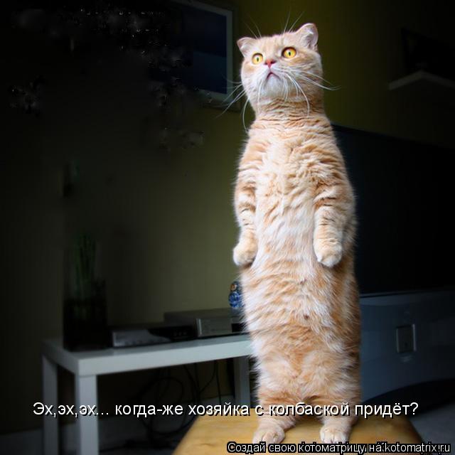 Котоматрица: Эх,эх,эх... когда-же хозяйка с колбаской придёт?
