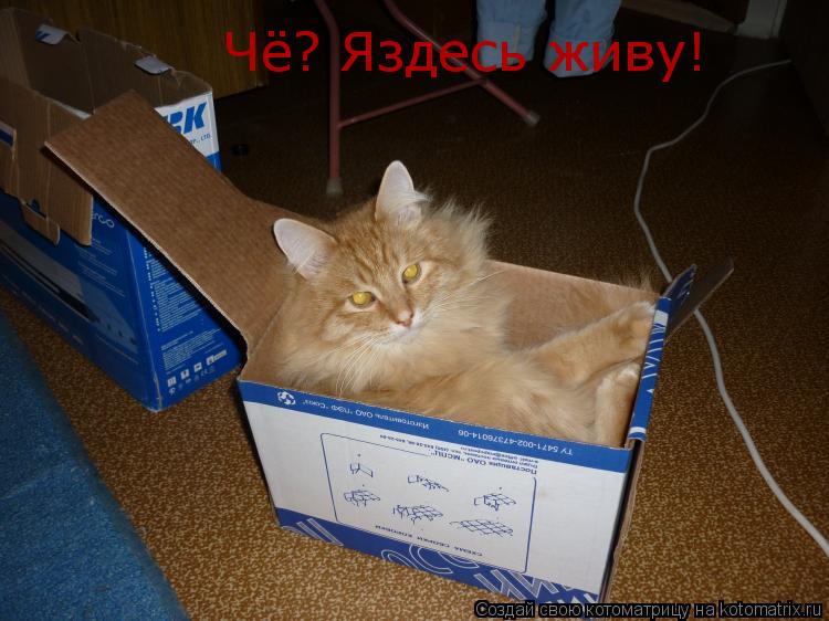 Котоматрица: Чё? Яздесь живу!