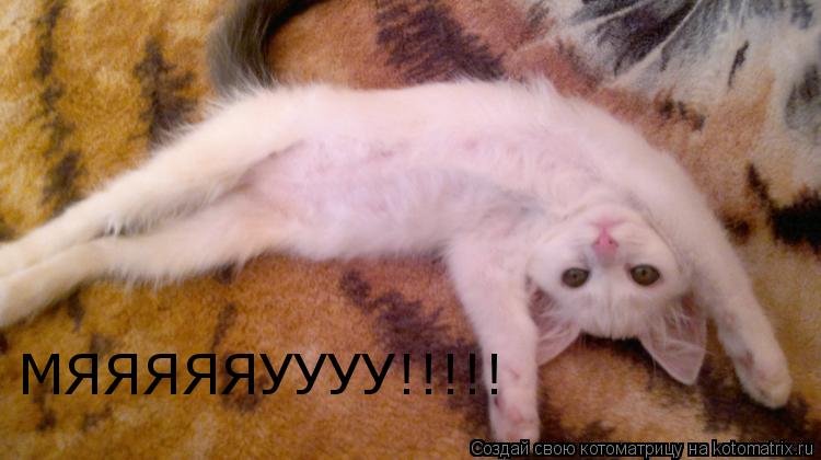 Котоматрица: МЯЯЯЯЯУУУУ!!!!!