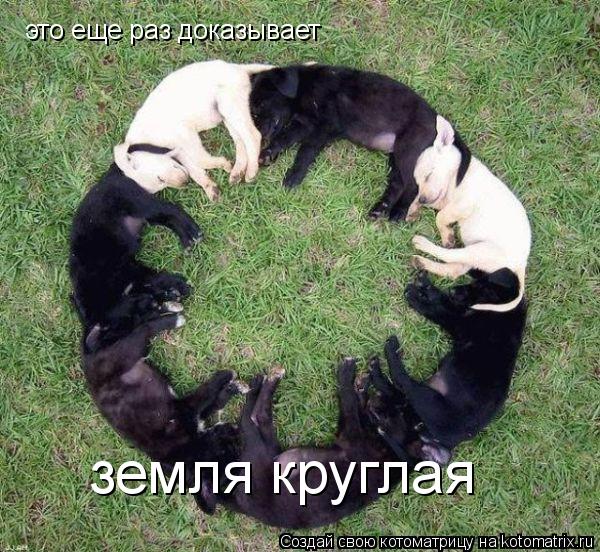 Котоматрица: это еще раз доказывает земля круглая