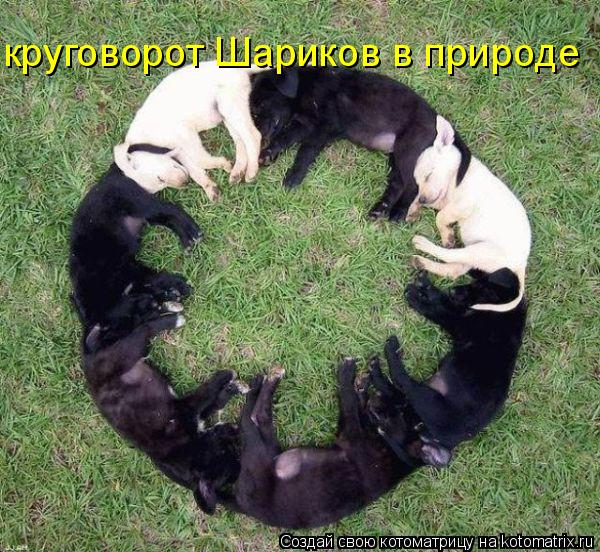 Котоматрица: круговорот Шариков в природе