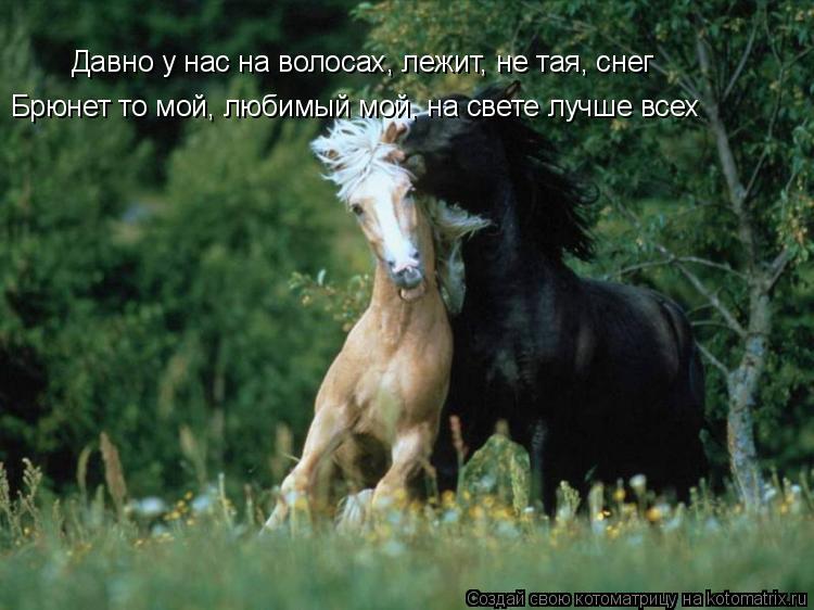 Котоматрица: Давно у нас на волосах, лежит, не тая, снег Брюнет то мой, любимый мой, на свете лучше всех