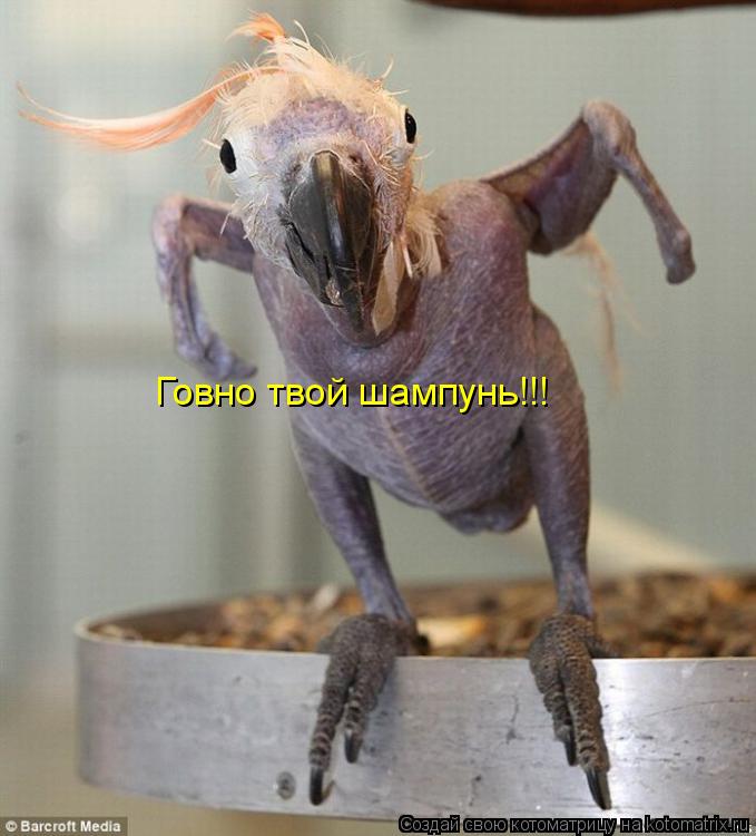 Котоматрица: Говно твой шампунь!!!