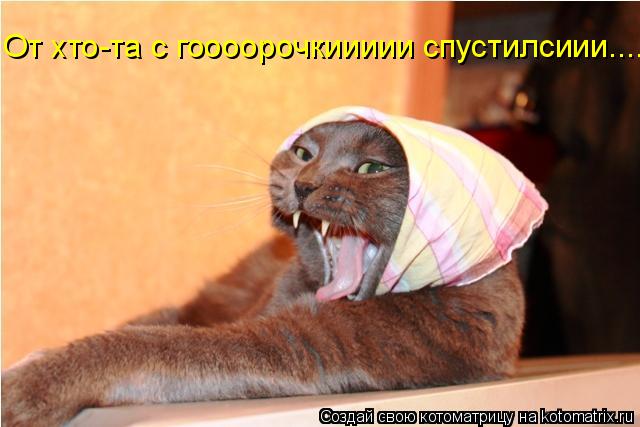 Котоматрица: От хто-та с гоооорочкиииии спустилсиии....