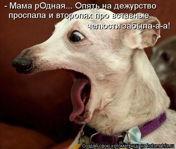 Котоматрица: - Мама рОдная... Опять на дежурство  проспала и второпях про вставные  челюсти забыла-а-а!