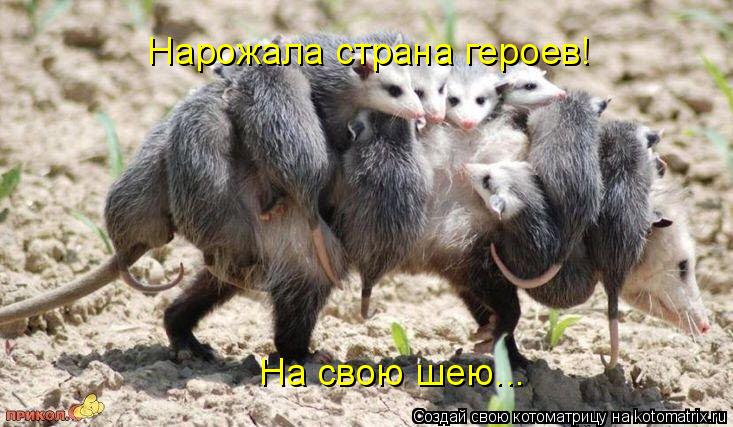 Котоматрица: Нарожала страна героев! На свою шею...
