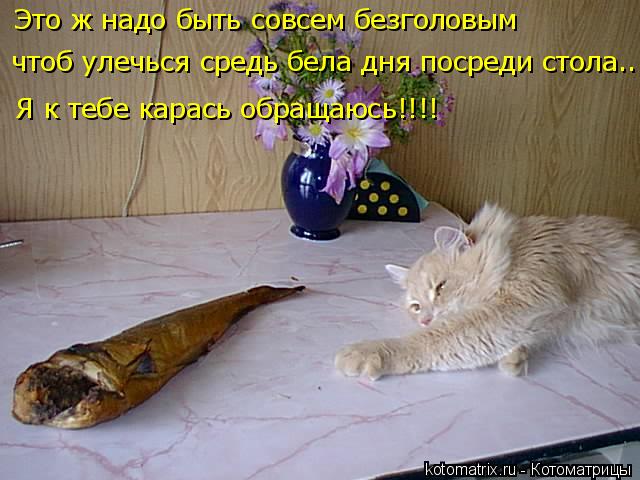 Это ж надо быть совсем безголовым чтоб улечься средь бела дня посреди стола... Я к тебе карась обраща... Котоматрица: Это ж надо быть совсем безголовым чтоб улечься средь бела дня посреди стола... Я к тебе карась обращаюсь!!!!