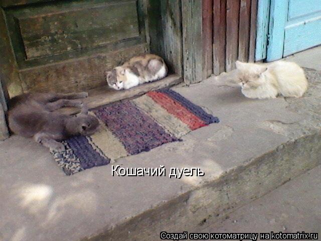 Котоматрица: Кошачий дуель