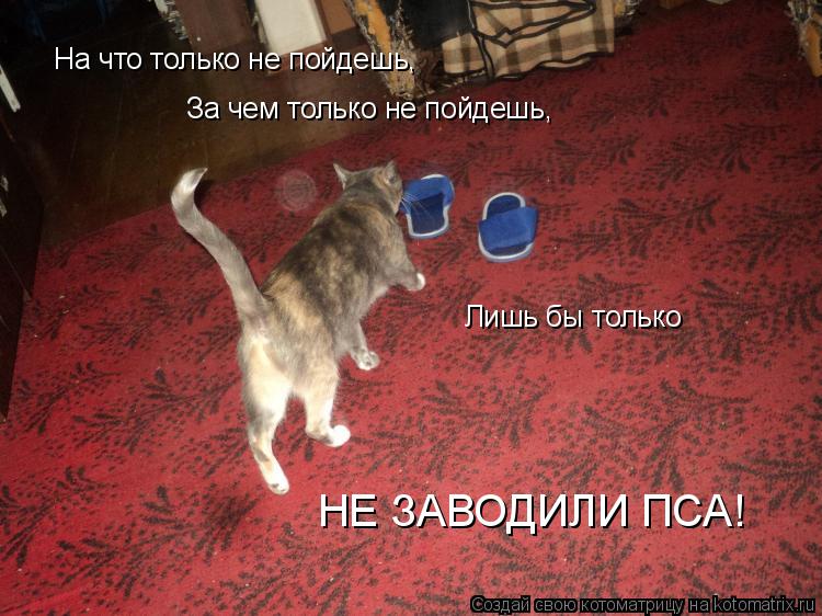 Котоматрица: На что только не пойдешь, За чем только не пойдешь, Лишь бы только НЕ ЗАВОДИЛИ ПСА!