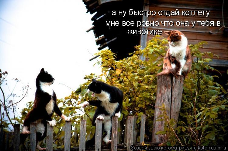 Котоматрица: а ну быстро отдай котлету мне все ровно что она у тебя в животике