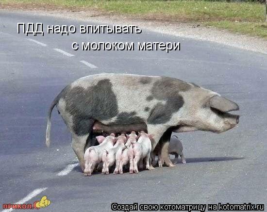 Котоматрица: ПДД надо впитывать с молоком матери