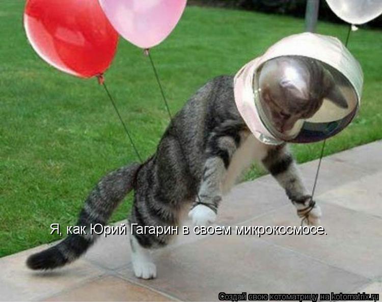Котоматрица: Я, как Юрий Гагарин в своем микрокосмосе.