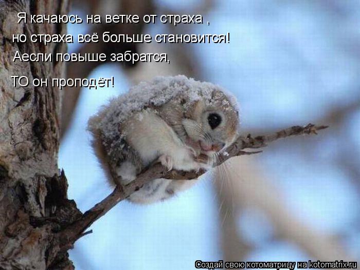 Котоматрица: Я качаюсь на ветке от страха , но страха всё больше становится! но страха всё больше становится! Аесли повыше забратся, ТО он проподёт!