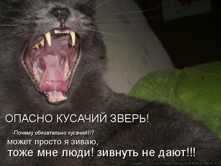 Котоматрица: ОПАСНО КУСАЧИЙ ЗВЕРЬ! -Почему обязательно кусачий!!? может просто я зиваю, тоже мне люди! зивнуть не дают!!!
