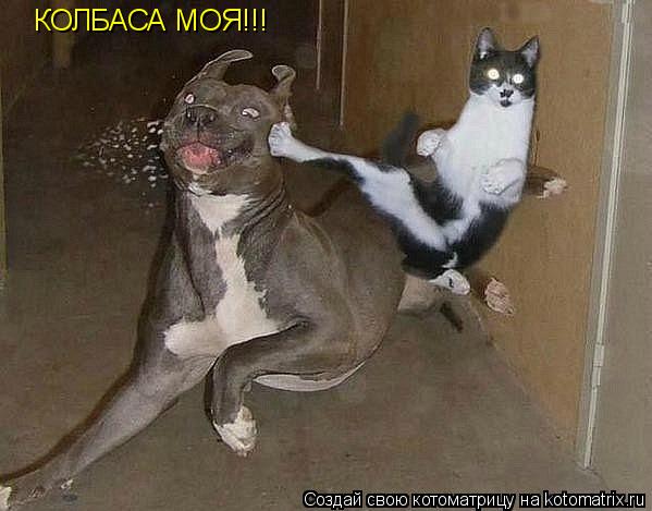 Котоматрица: КОЛБАСА МОЯ!!!