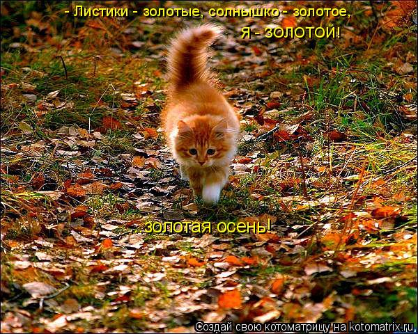 - Листики - золотые, солнышко - золотое, Я - ЗОЛОТОЙ! ...золотая осень!... Котоматрица: - Листики - золотые, солнышко - золотое, Я - ЗОЛОТОЙ! ...золотая осень!