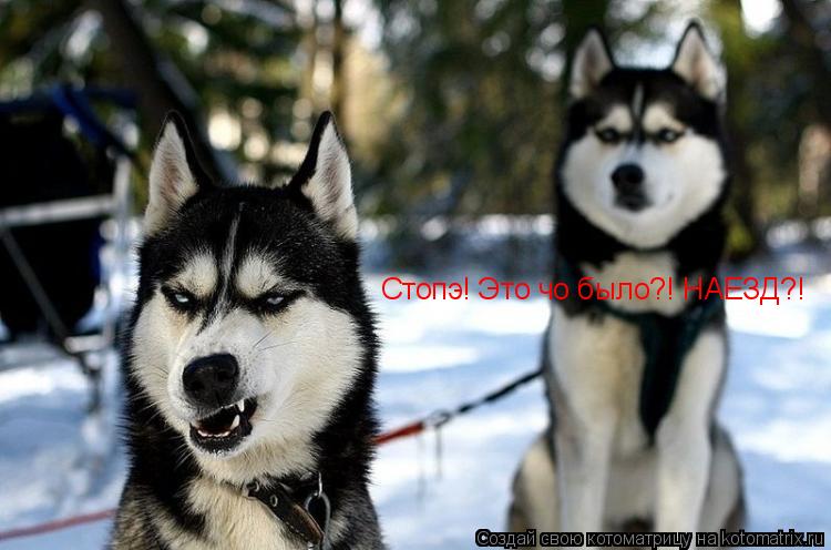 Стопэ! Это чо было?! НАЕЗД?!... Котоматрица: Стопэ! Это чо было?! НАЕЗД?!
