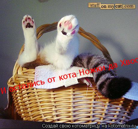 И остались от кота Ножки да Хвост... Котоматрица: И остались от кота Ножки да Хвост