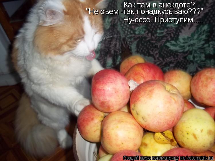 Как там в анекдоте? "Не съем -так-понадкусываю???" Ну-сссс..Приступим........ Котоматрица: Как там в анекдоте? "Не съем -так-понадкусываю???" Ну-сссс..Приступим.....