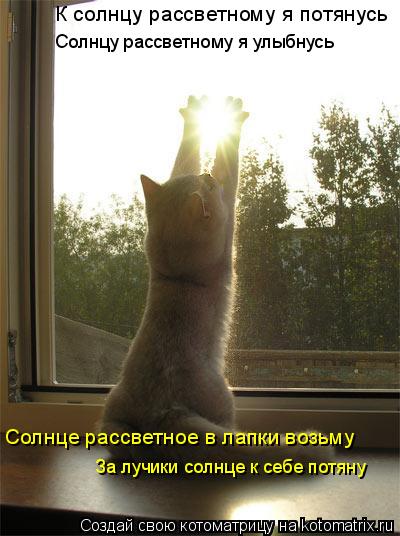Котоматрица: К солнцу рассветному я потянусь Солнцу рассветному я улыбнусь Солнце рассветное в лапки возьму За лучики солнце к себе потяну