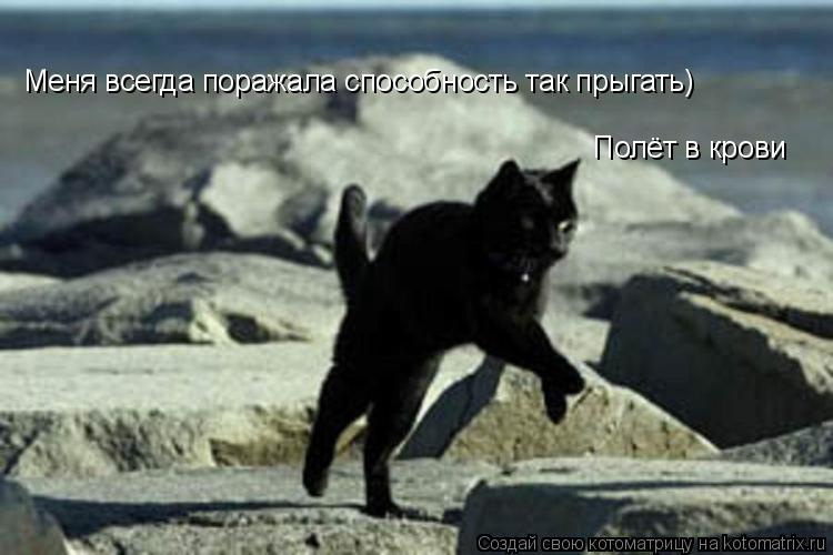 Котоматрица: Меня всегда поражала способность так прыгать) Полёт в крови