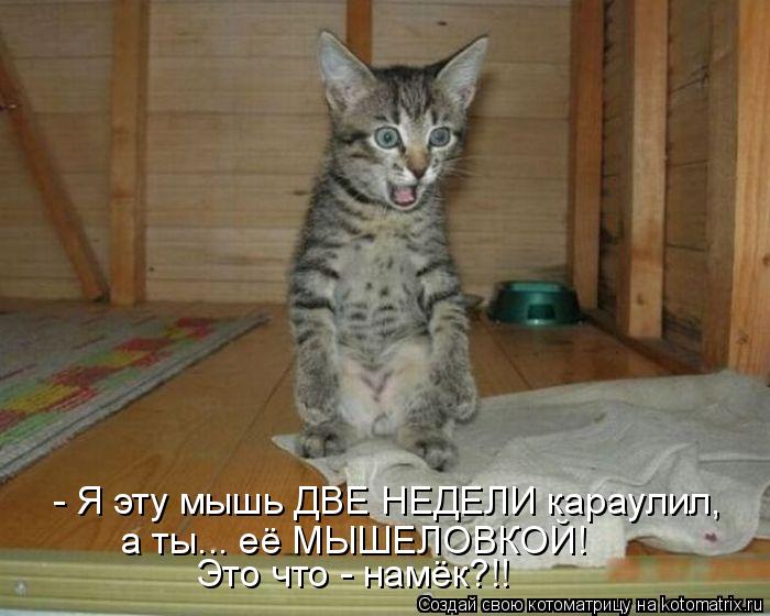 - Я эту мышь ДВЕ НЕДЕЛИ караулил, а ты... её МЫШЕЛОВКОЙ! Это что - намёк?!!... Котоматрица: - Я эту мышь ДВЕ НЕДЕЛИ караулил, а ты... её МЫШЕЛОВКОЙ! Это что - намёк?!!