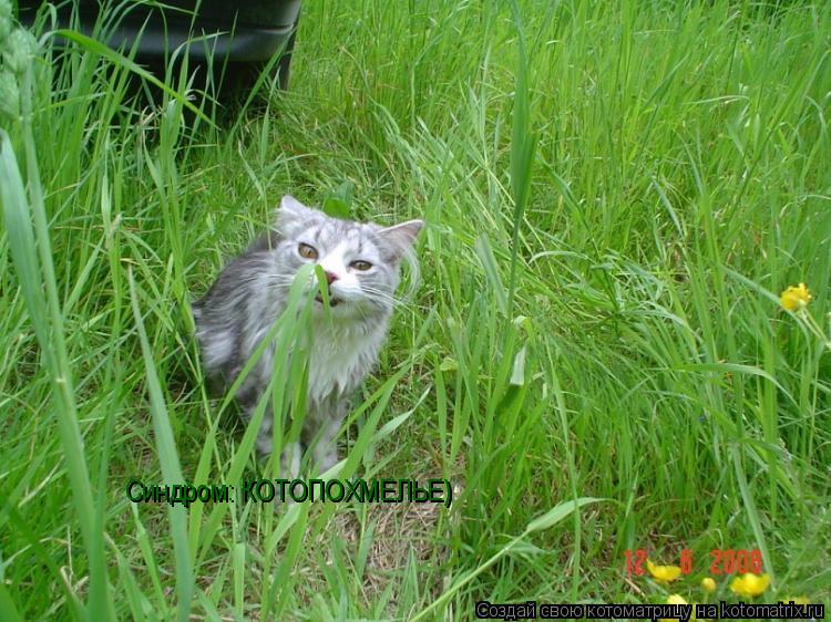 Котоматрица: Синдром: КОТОПОХМЕЛЬЕ) Синдром: КОТОПОХМЕЛЬЕ)