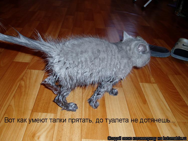 Котоматрица: Вот как умеют тапки прятать, до туалета не дотянешь...