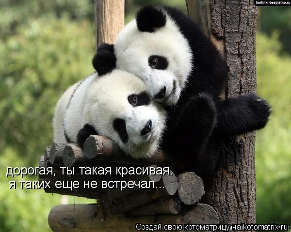 Котоматрица: дорогая, ты такая красивая. я таких еще не встречал...