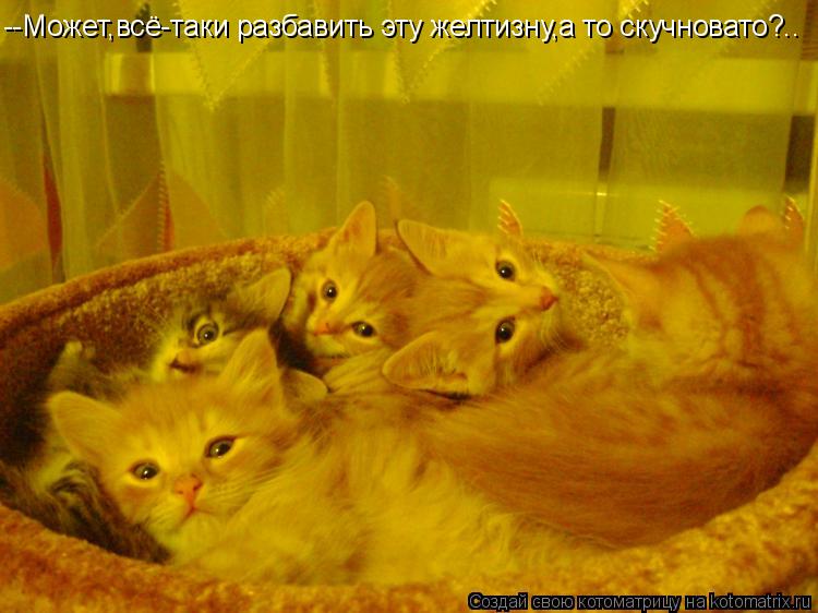 Котоматрица: --Может,всё-таки разбавить эту желтизну,а то скучновато?..