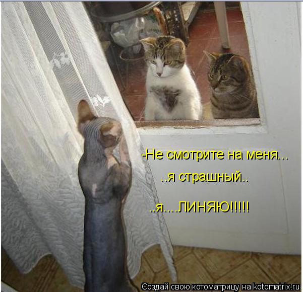 -Не смотрите на меня... ..я страшный.. ..я....ЛИНЯЮ!!!!!... Котоматрица: -Не смотрите на меня... ..я страшный.. ..я....ЛИНЯЮ!!!!!