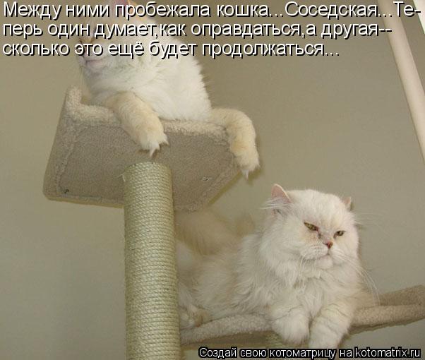 Между ними пробежала кошка...Соседская...Те- перь один думает,как оправдаться,а другая-- сколько это ... Котоматрица: Между ними пробежала кошка...Соседская...Те- перь один думает,как оправдаться,а другая-- сколько это ещё будет продолжаться...