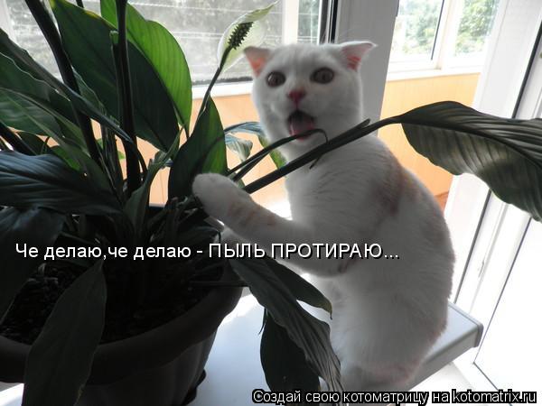 Че делаю,че делаю - ПЫЛЬ ПРОТИРАЮ...... Котоматрица: Че делаю,че делаю - ПЫЛЬ ПРОТИРАЮ...