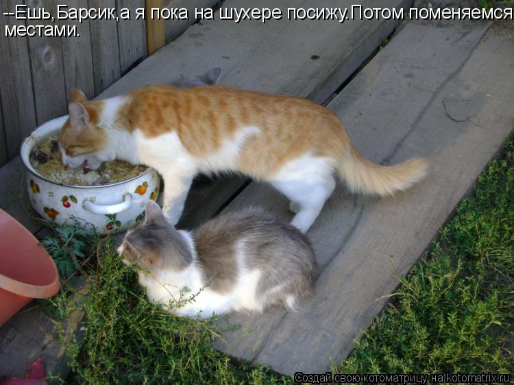 --Ешь,Барсик,а я пока на шухере посижу.Потом поменяемся местами.... Котоматрица: --Ешь,Барсик,а я пока на шухере посижу.Потом поменяемся местами.