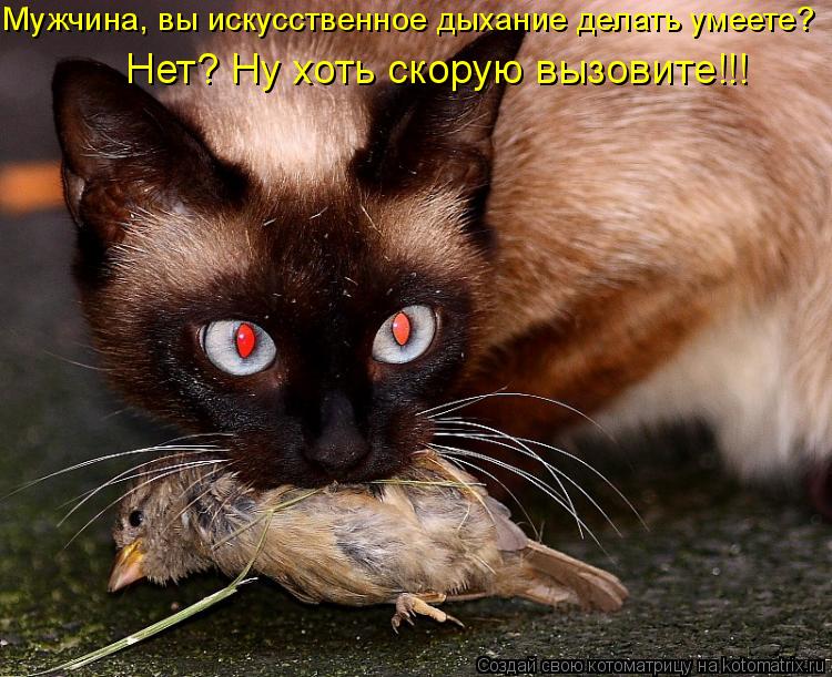 Мужчина, вы искусственное дыхание делать умеете? Нет? Ну хоть скорую вызовите!!!... Котоматрица: Мужчина, вы искусственное дыхание делать умеете? Нет? Ну хоть скорую вызовите!!!