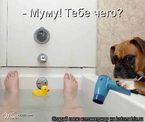 - Муму! Тебе чего?... Котоматрица: - Муму! Тебе чего?