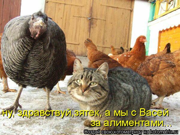 ну, здравствуй,зятек, а мы с Васей за алиментами...... Котоматрица: ну, здравствуй,зятек, а мы с Васей за алиментами...