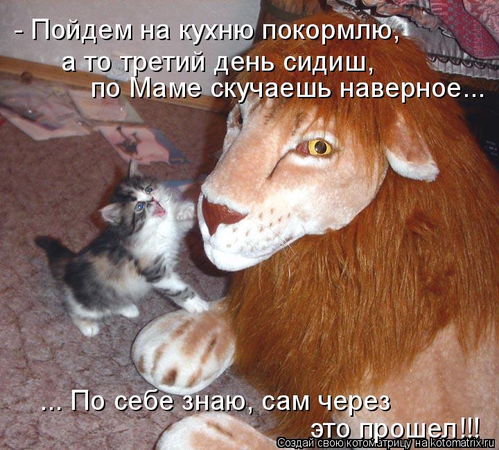 - Пойдем на кухню покормлю, по Маме скучаешь наверное... а то третий день сидиш, ... По себе знаю, ... Котоматрица: - Пойдем на кухню покормлю, по Маме скучаешь наверное... а то третий день сидиш, ... По себе знаю, сам через это прошел!!!