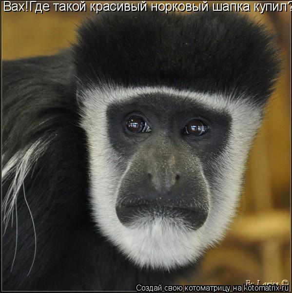 Котоматрица: Вах!Где такой красивый норковый шапка купил?